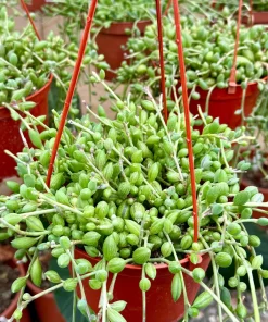 6 Inch String of Watermelon Live Plant - Trailing Succulent Houseplant - Image 1