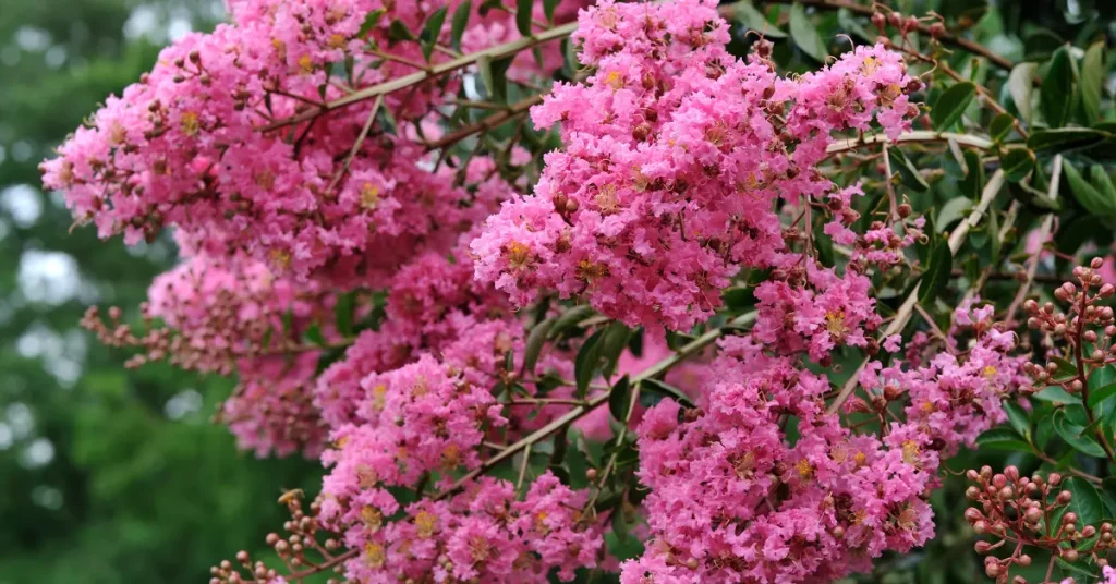 Crape Myrtle flowering shubs