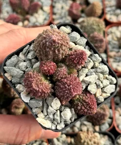 Adromischus Aarianiae Herri Live Succulent Plant - Rare & Small 2 Inch Pot - Image 2