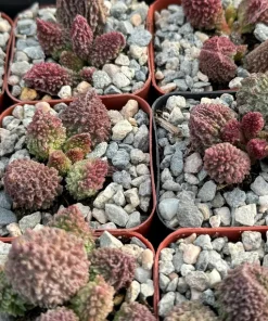 Adromischus Aarianiae Herri Live Succulent Plant - Rare & Small 2 Inch Pot - Image 3