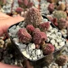 Adromischus Aarianiae Herri Live Succulent Plant - Rare & Small 2 Inch Pot - Image 1