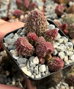 Adromischus Aarianiae Herri Live Succulent Plant - Rare & Small 2 Inch Pot - Image 1