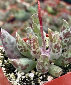Adromischus Cooperi Live Succulent Plant – Plover Eggs Succulent in 3-4 Inch Pot - Image 2