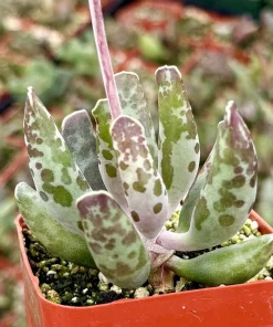 Adromischus Cooperi Live Succulent Plant – Plover Eggs Succulent in 3-4 Inch Pot - Image 3