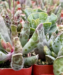 Adromischus Cooperi Live Succulent Plant – Plover Eggs Succulent in 3-4 Inch Pot - Image 4