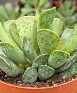 Adromischus Cooperi Live Succulent Plant – Plover Eggs Succulent in 3-4 Inch Pot - Image 5