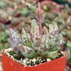Adromischus Cooperi Live Succulent Plant – Plover Eggs Succulent in 3-4 Inch Pot - Image 1