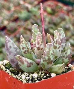 Adromischus Cooperi Live Succulent Plant – Plover Eggs Succulent in 3-4 Inch Pot - Image 1