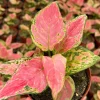 Aglaonema Ruby Ray Live Plant - 4 Inch Pot - Tropical Houseplant Indoor - Image 1