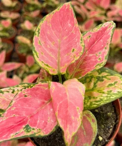 Aglaonema Ruby Ray Live Plant - 4 Inch Pot - Tropical Houseplant Indoor - Image 1