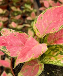 Aglaonema Ruby Ray Live Plant - 4 Inch Pot - Tropical Houseplant Indoor - Image 2