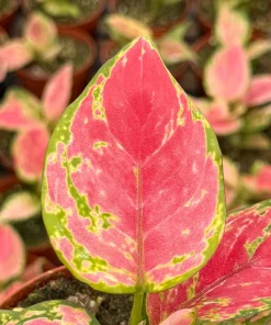 Aglaonema Ruby Ray Live Plant - 4 Inch Pot - Tropical Houseplant Indoor - Image 3