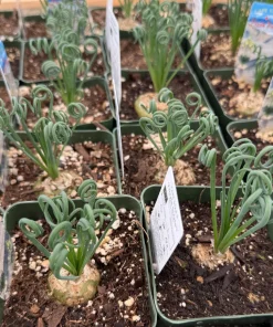 Albuca Spiralis Live Plant – Corkscrew Frizzle Sizzle Succulent – 4-6 Inch Pot – Indoor - Image 2