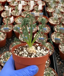 Albuca Spiralis Live Plant – Corkscrew Frizzle Sizzle Succulent – 4-6 Inch Pot – Indoor - Image 3