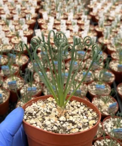 Albuca Spiralis Live Plant – Corkscrew Frizzle Sizzle Succulent – 4-6 Inch Pot – Indoor - Image 4