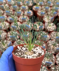 Albuca Spiralis Live Plant – Corkscrew Frizzle Sizzle Succulent – 4-6 Inch Pot – Indoor - Image 5