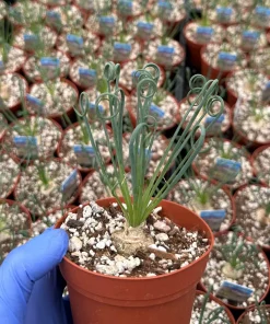 Albuca Spiralis Live Plant – Corkscrew Frizzle Sizzle Succulent – 4-6 Inch Pot – Indoor - Image 6