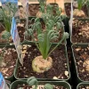 Albuca Spiralis Live Plant – Corkscrew Frizzle Sizzle Succulent – 4-6 Inch Pot – Indoor - Image 1