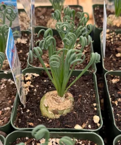 Albuca Spiralis Live Plant – Corkscrew Frizzle Sizzle Succulent – 4-6 Inch Pot – Indoor - Image 1