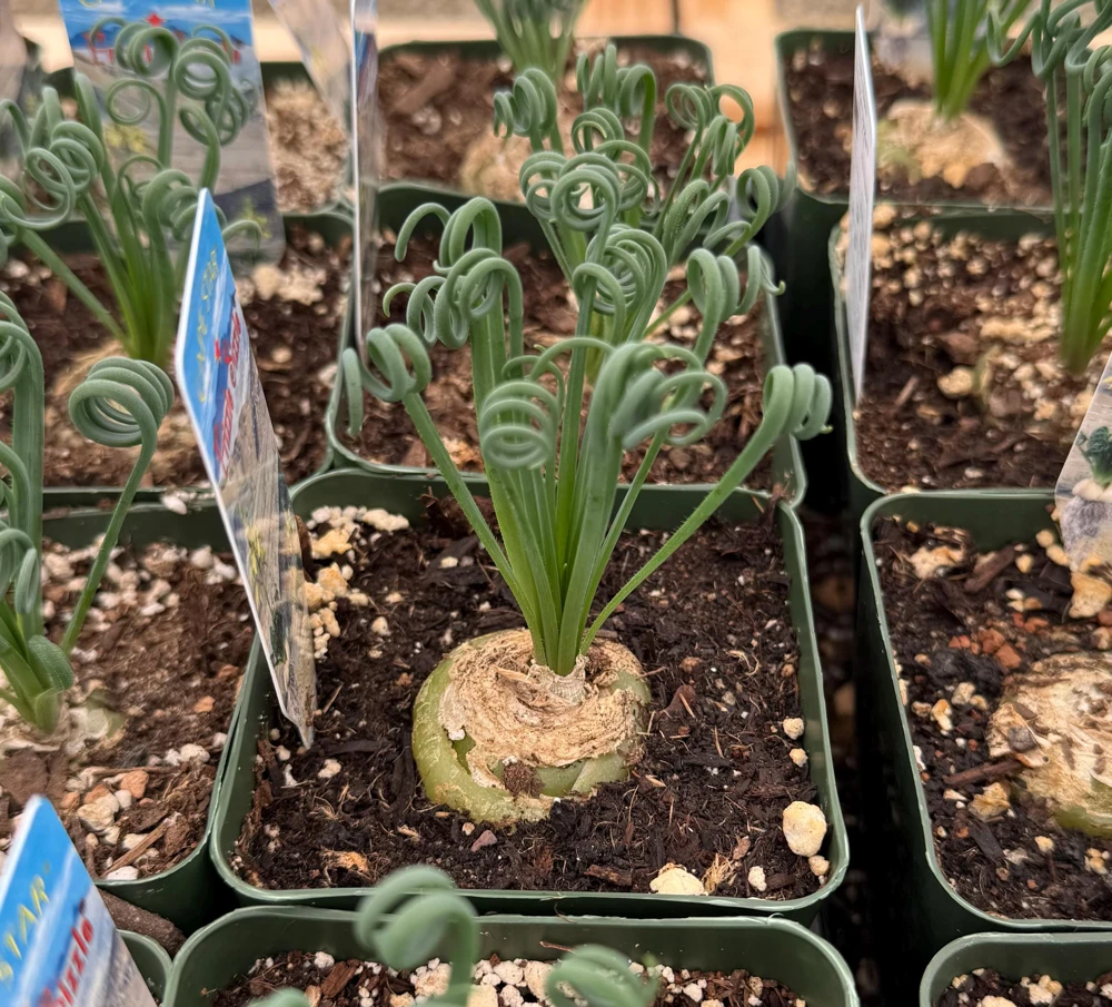 Albuca Spiralis Live Plant – Corkscrew Frizzle Sizzle Succulent – 4-6 Inch Pot – Indoor - Image 1