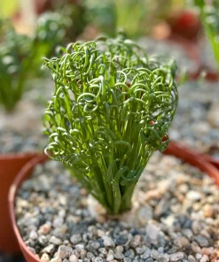 Albuca Spiralis Live Plant – Corkscrew Frizzle Sizzle Succulent – 4-6 Inch Pot – Indoor - Image 7
