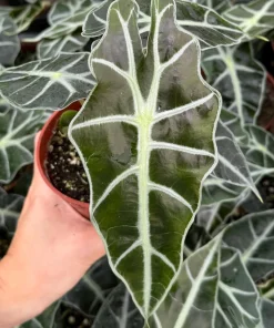 Alocasia Amazonica Live Plant - African Mask Houseplant in 4 Inch Pot - Indoor Tropical Foliage - Image 2