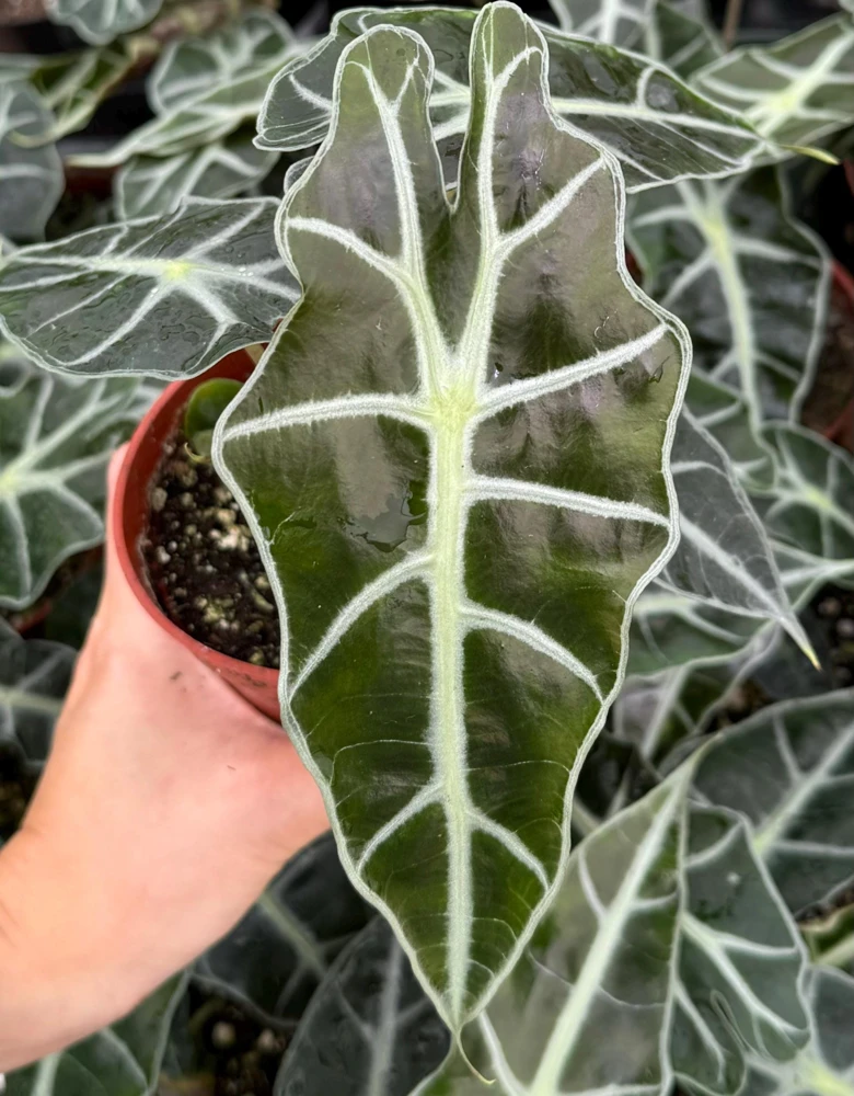 Alocasia Amazonica Live Plant - African Mask Houseplant in 4 Inch Pot - Indoor Tropical Foliage - Image 2