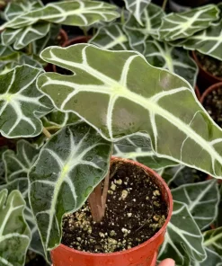 Alocasia Amazonica Live Plant - African Mask Houseplant in 4 Inch Pot - Indoor Tropical Foliage - Image 3