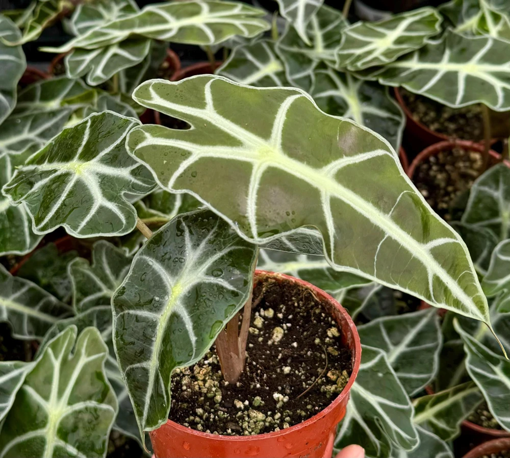 Alocasia Amazonica Live Plant - African Mask Houseplant in 4 Inch Pot - Indoor Tropical Foliage - Image 3