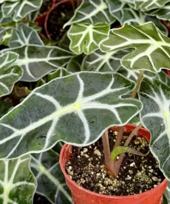Alocasia Amazonica Live Plant - African Mask Houseplant in 4 Inch Pot - Indoor Tropical Foliage - Image 4