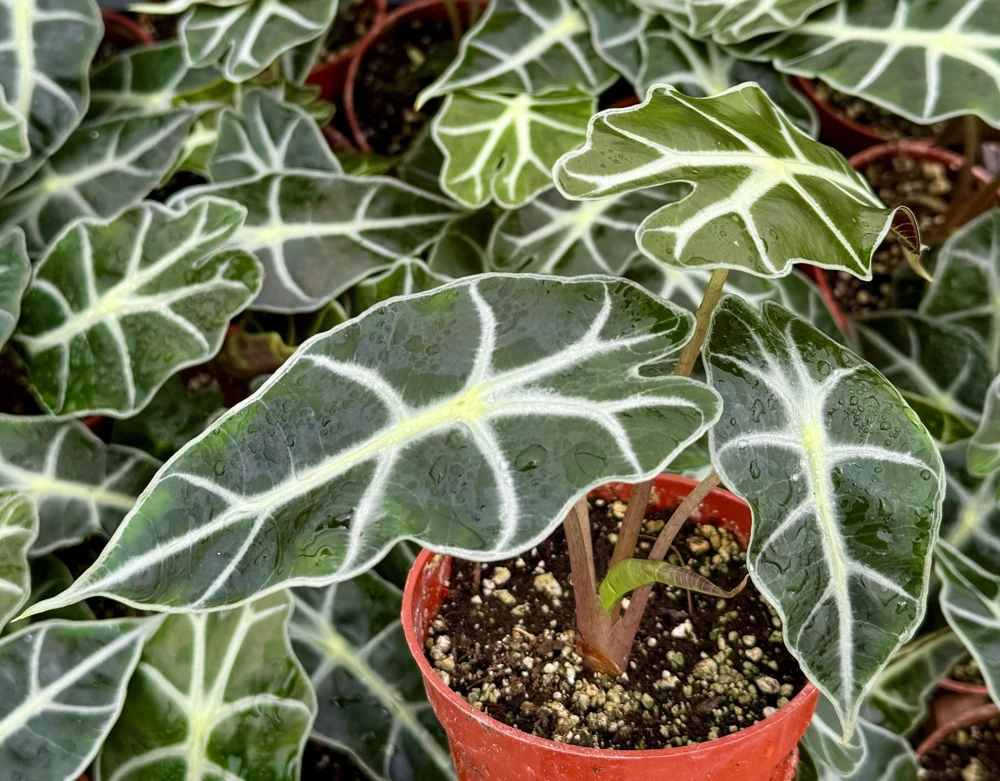 Alocasia Amazonica Live Plant - African Mask Houseplant in 4 Inch Pot - Indoor Tropical Foliage - Image 4