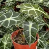 Alocasia Amazonica Live Plant - African Mask Houseplant in 4 Inch Pot - Indoor Tropical Foliage - Image 1