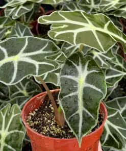 Alocasia Amazonica Live Plant - African Mask Houseplant in 4 Inch Pot - Indoor Tropical Foliage - Image 1