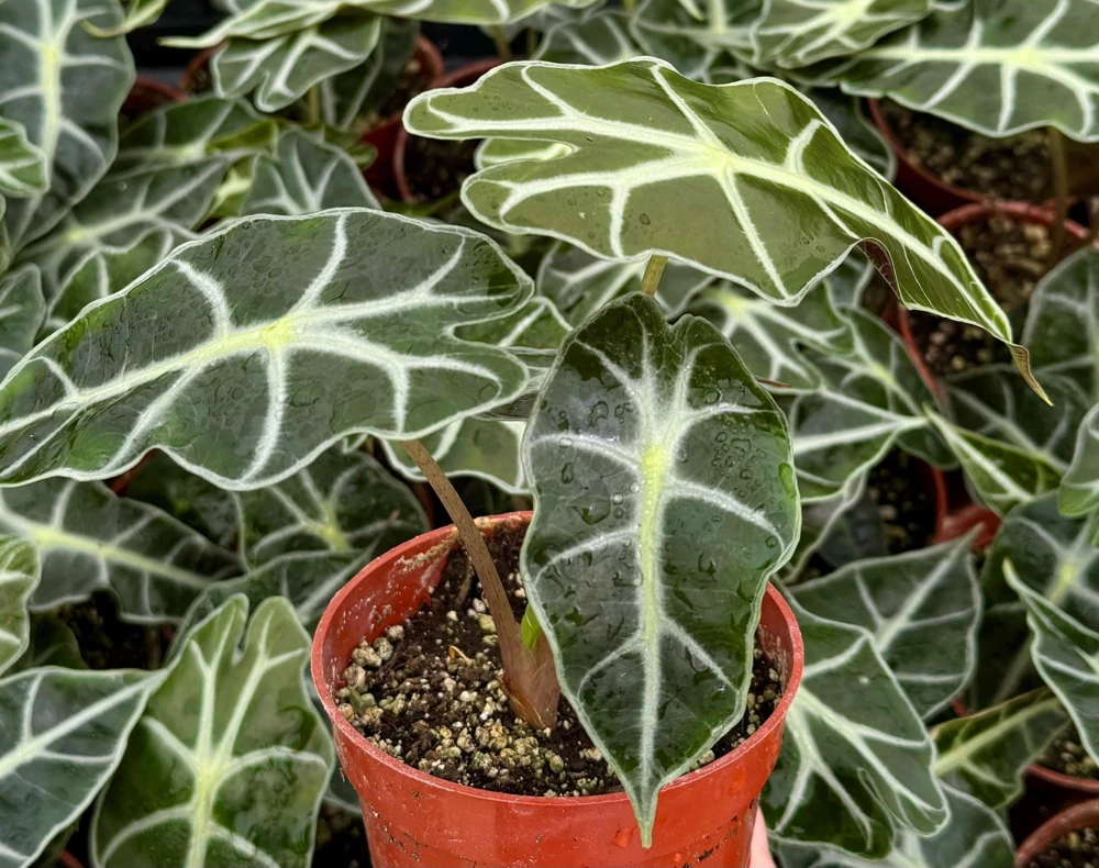 Alocasia Amazonica Live Plant - African Mask Houseplant in 4 Inch Pot - Indoor Tropical Foliage - Image 1