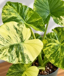 Alocasia Aurea Odora Starter Plant, Live Tropical Foliage Plant in 4 Inch Pot, Golden Variegated Leaf Plant for Home Decor - Image 2