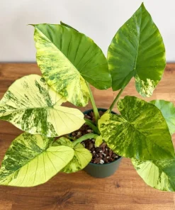 Alocasia Aurea Odora Starter Plant, Live Tropical Foliage Plant in 4 Inch Pot, Golden Variegated Leaf Plant for Home Decor - Image 3