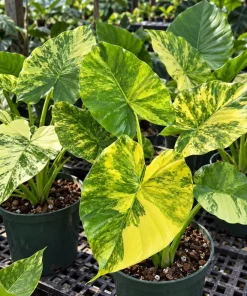 Alocasia Aurea Odora Starter Plant, Live Tropical Foliage Plant in 4 Inch Pot, Golden Variegated Leaf Plant for Home Decor - Image 4