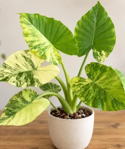 Alocasia Aurea Odora Starter Plant, Live Tropical Foliage Plant in 4 Inch Pot, Golden Variegated Leaf Plant for Home Decor - Image 5