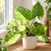 Alocasia Aurea Odora Starter Plant, Live Tropical Foliage Plant in 4 Inch Pot, Golden Variegated Leaf Plant for Home Decor - Image 1