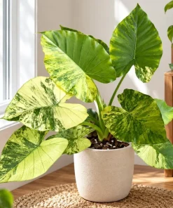 Alocasia Aurea Odora Starter Plant, Live Tropical Foliage Plant in 4 Inch Pot, Golden Variegated Leaf Plant for Home Decor - Image 1