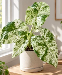 Alocasia Batik Odora Live Plant, 4 Inch Pot, Tropical Foliage Houseplant, Decorative Large Leaf Plant for Indoor Spaces - Image 3