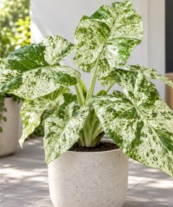 Alocasia Batik Odora Live Plant, 4 Inch Pot, Tropical Foliage Houseplant, Decorative Large Leaf Plant for Indoor Spaces - Image 5