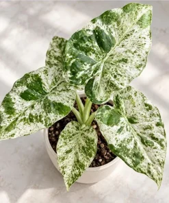 Alocasia Batik Odora Live Plant, 4 Inch Pot, Tropical Foliage Houseplant, Decorative Large Leaf Plant for Indoor Spaces - Image 7