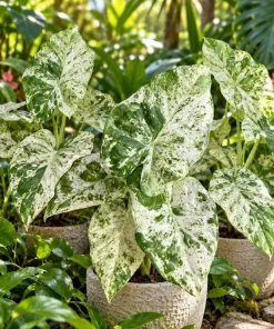 Alocasia Batik Odora Live Plant, 4 Inch Pot, Tropical Foliage Houseplant, Decorative Large Leaf Plant for Indoor Spaces - Image 8