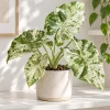 Alocasia Batik Odora Live Plant, 4 Inch Pot, Tropical Foliage Houseplant, Decorative Large Leaf Plant for Indoor Spaces - Image 1