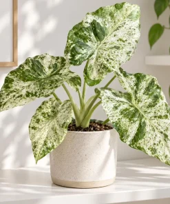 Alocasia Batik Odora Live Plant, 4 Inch Pot, Tropical Foliage Houseplant, Decorative Large Leaf Plant for Indoor Spaces - Image 1