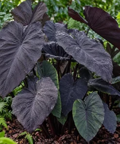 Alocasia Black Magic Live Plant, 4 Inch Pot, Dark Tropical Foliage Houseplant, Unique Large Leaf Plant for Indoor Spaces - Image 2