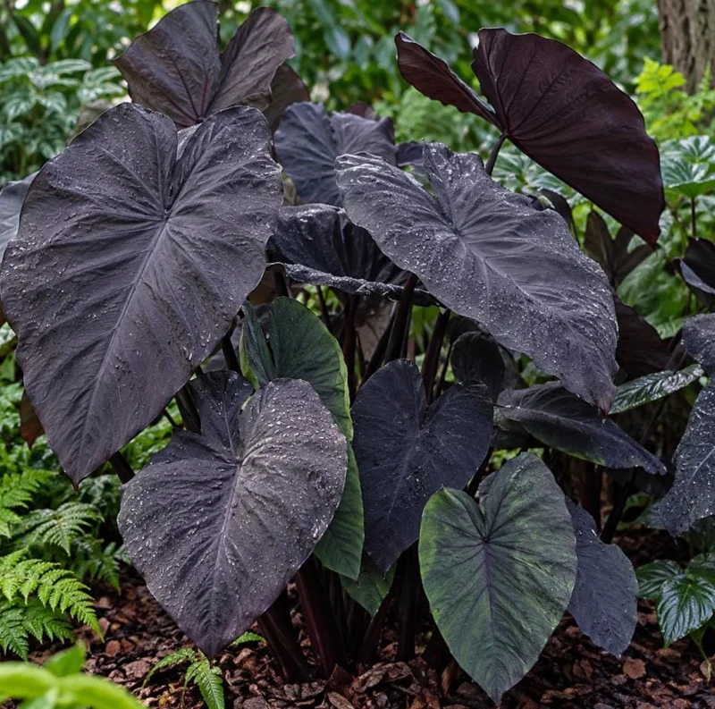 Alocasia Black Magic Live Plant, 4 Inch Pot, Dark Tropical Foliage Houseplant, Unique Large Leaf Plant for Indoor Spaces - Image 2