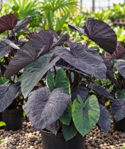 Alocasia Black Magic Live Plant, 4 Inch Pot, Dark Tropical Foliage Houseplant, Unique Large Leaf Plant for Indoor Spaces - Image 3