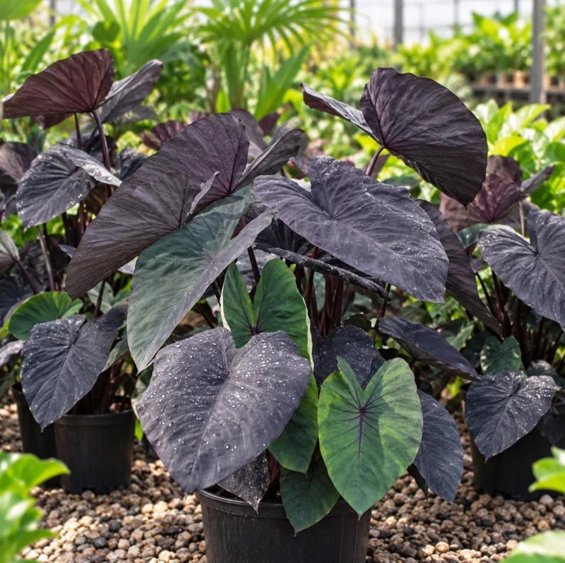 Alocasia Black Magic Live Plant, 4 Inch Pot, Dark Tropical Foliage Houseplant, Unique Large Leaf Plant for Indoor Spaces - Image 3